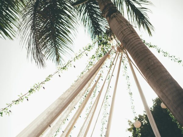 Casadepalm