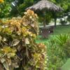 استراحه النسرين في صحار
