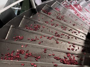 love story yacht - 9